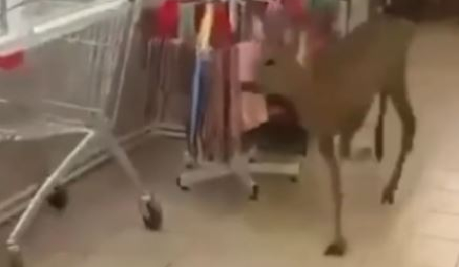 Косуля устроила переполох в магазине &quot;Магнит&quot; под Туапсе