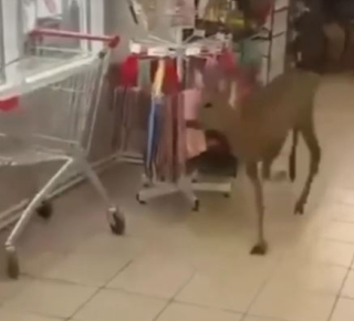 Косуля устроила переполох в магазине &quot;Магнит&quot; под Туапсе