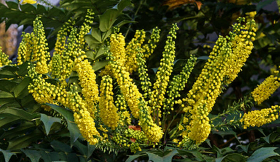 Неожиданное цветение магонии в парке Галицкого: кустарник проснулся раньше времени