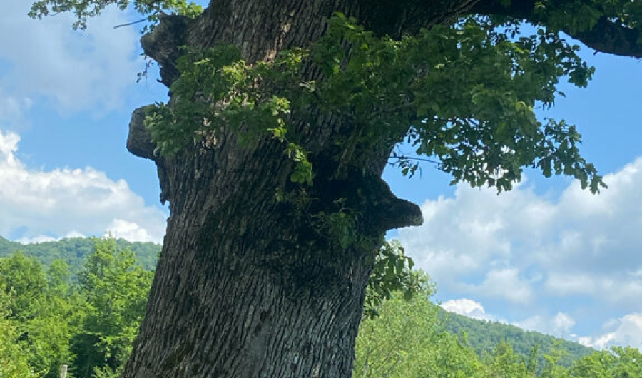 Дуб - великан в Агуй-Шопсуге 