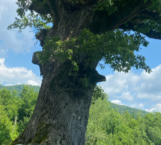 Дуб - великан в Агуй-Шопсуге 