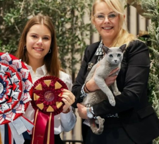 Самый красивый в мире кот: Польский кот русской породы покорил мир и стал самым красивым на выставке в Норвегии